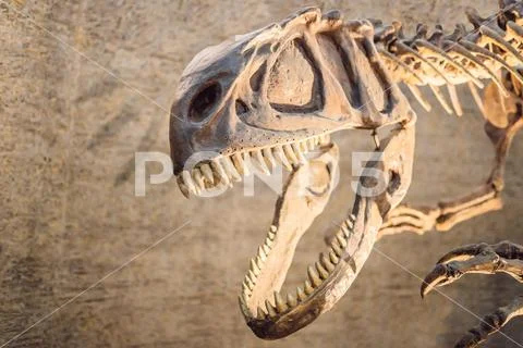 Dinosaur skull. Dinosaur skeleton on a beige background Stock Illustration