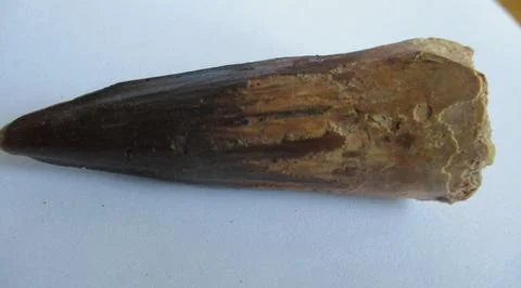 Dinosaur Spinosaurus tooth Stock Photos