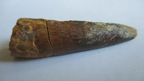 Dinosaur Spinosaurus tooth Stock Photos