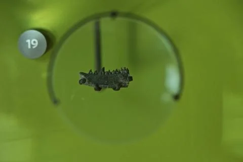 Dinosaur Teeth Foto stock