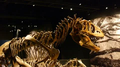 Dinosaur track Vidéo 10749457