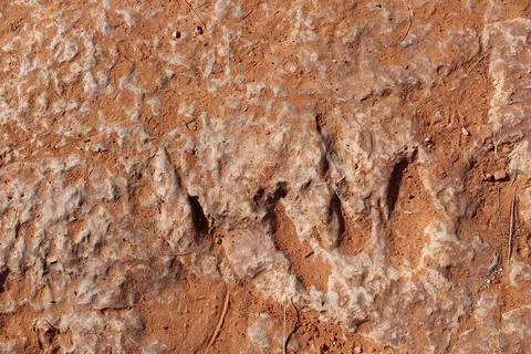 Dinosaur Track in Red Rock Desert. Stock Photos
