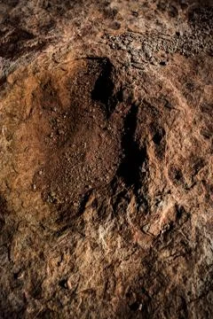 Dinosaur Tracks Stock Photos