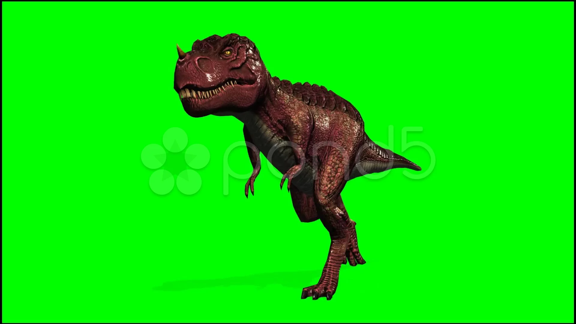 Dinosaur Tyrannosaurus T-Rex run - isola, Stock Video