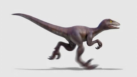 raptor dinosaur run loop alpha Side view, Stock Video