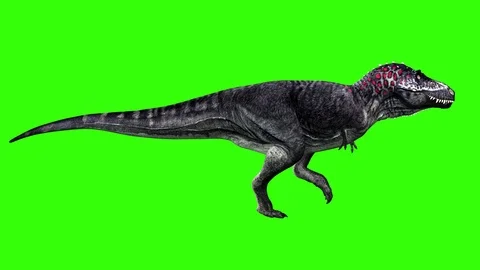 Dinosaur walking in green screen Stock Footage 126761156