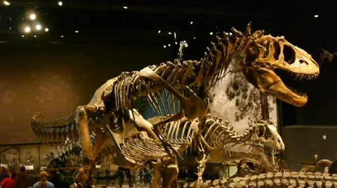 Dinosaur wide Video stock 10749625
