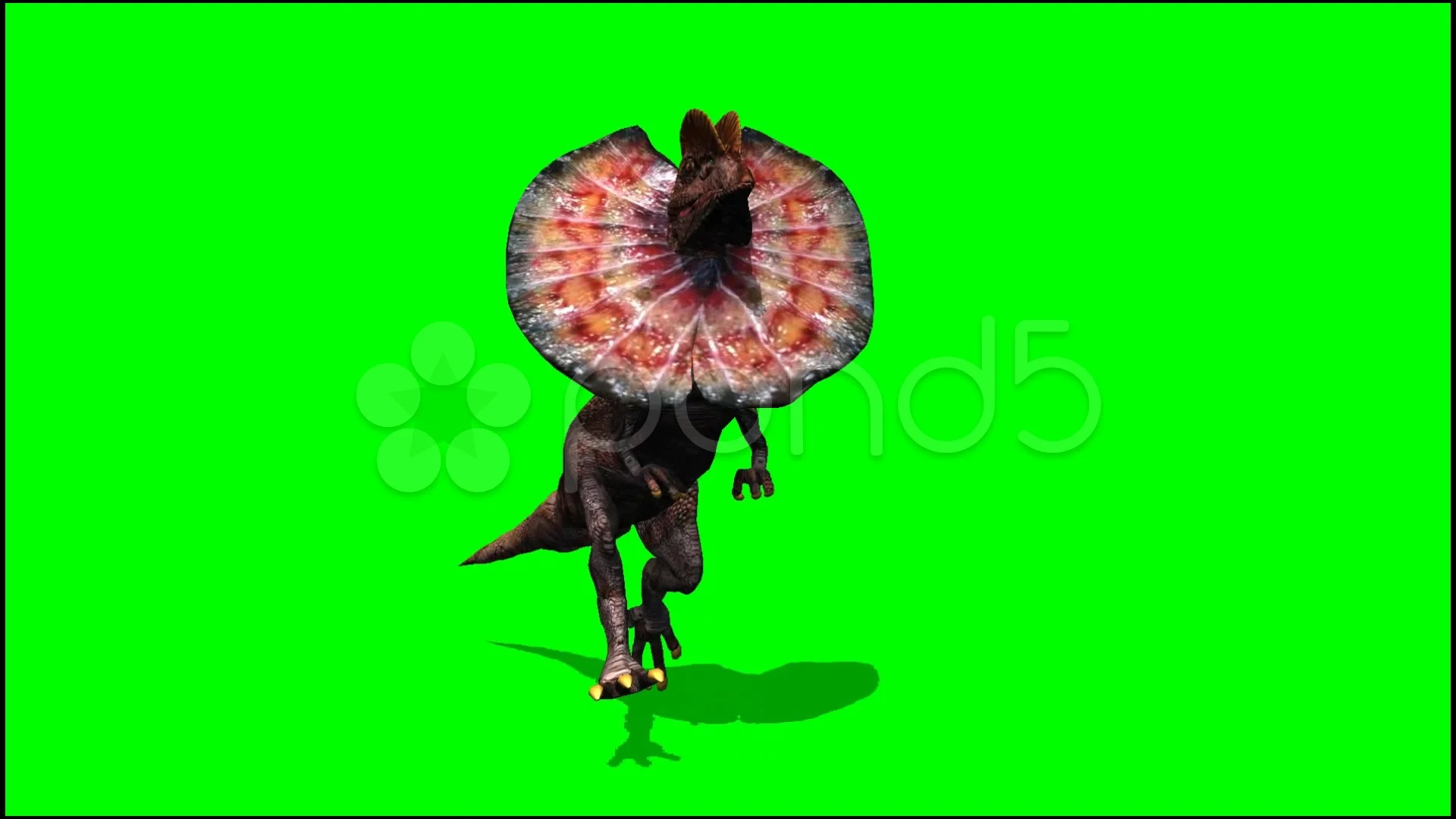 Dilophosaurus running dinosaur