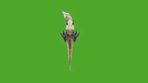 Dinosaurs high quality green screen animation video 4k Stock Footage 280704952