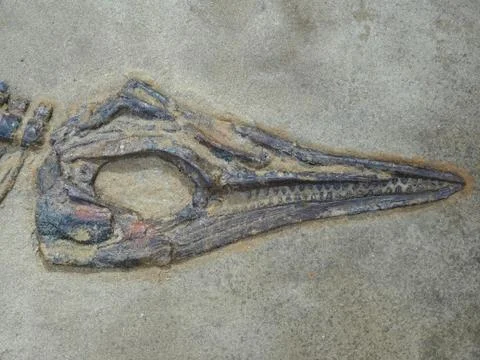 Dinosaurs Skull In Stone Stock Photos