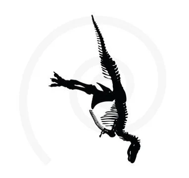 Dinosaurs trex skeleton Stock Illustration