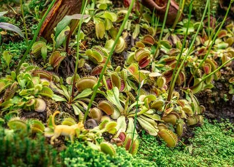 Dionaea, iconic Venus flytrap. vivid colors, and carnivorous nature, this p.. Foto stock