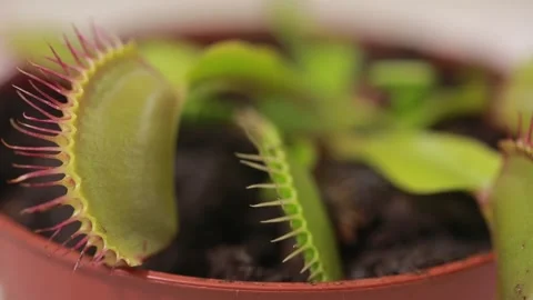 Dionaea muscipula. Stock Footage 142656057