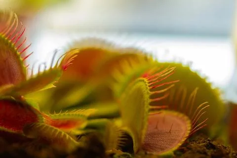 Dionaea muscipula , known as flytrap, Foto stock