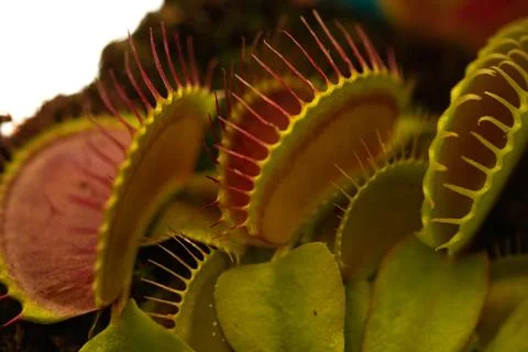 Dionaea muscipula , known as flytrap 库存照片