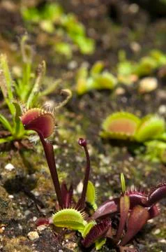 Dionaea muscipula or venus flytrap in garden bed 스톡 사진