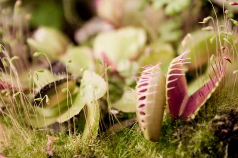 Dionaea muscipula Stock Photos
