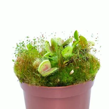 Dionaea muscipula Stock Photos