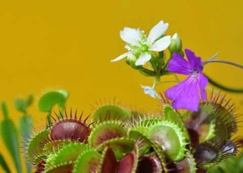 Dionaea Muscipula Typical form. Venus Flytrap flower white, Pinguícula flower. Stock Photos