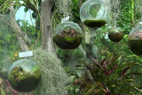 Dionaea muscipula venus flytrap 342 Foto stock