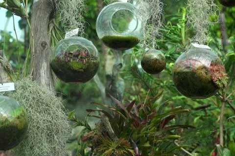 Dionaea muscipula venus flytrap 343 Foto stock