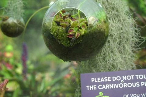 Dionaea muscipula venus flytrap 344 Stock Photos