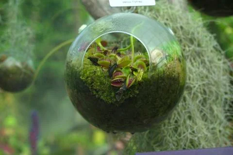 Dionaea muscipula venus flytrap 345 Stock Photos