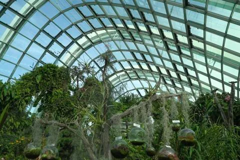 Dionaea muscipula venus flytrap 347 Stock Photos