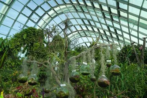 Dionaea muscipula venus flytrap 348 Stock Photos