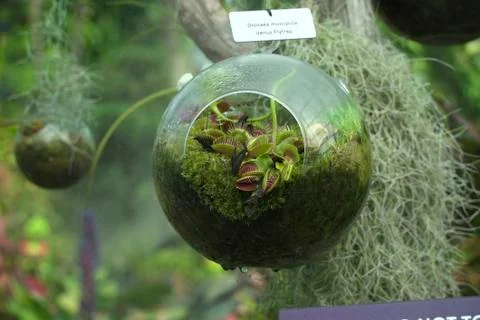 Dionaea muscipula venus flytrap 47 库存照片