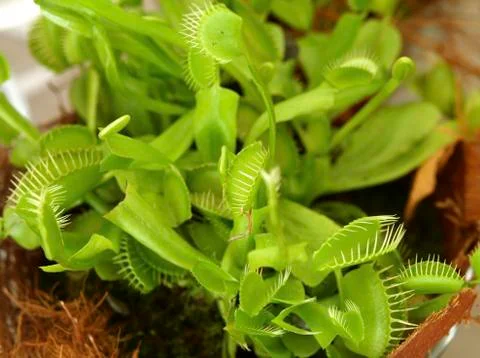 Dionaea muscipula venus flytrap adaptation Foto stock