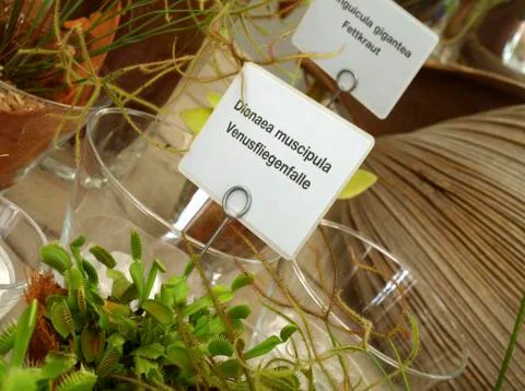 Dionaea muscipula venus flytrap adaptation 스톡 사진