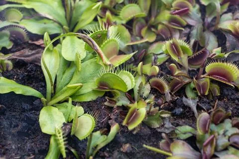 Dionaea Muscipula Venus Flytrap Carnivorous Plant 库存照片