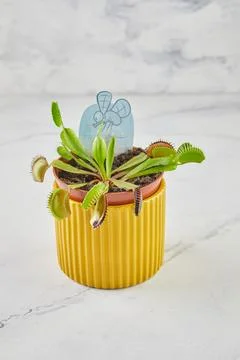 Dionaea Muscipula Venus Flytrap is carnivorous plant, carnivorous plant for 库存照片