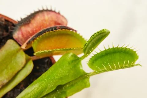 Dionaea Muscipula Venus Flytrap is carnivorous plant, carnivorous plant for 库存照片