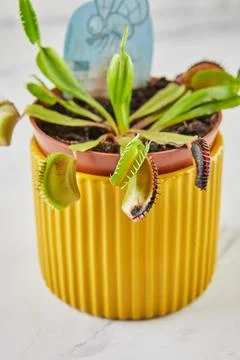 Dionaea Muscipula Venus Flytrap is carnivorous plant, carnivorous plant for.. Foto stock