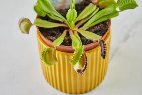 Dionaea Muscipula Venus Flytrap is carnivorous plant, carnivorous plant for Foto stock
