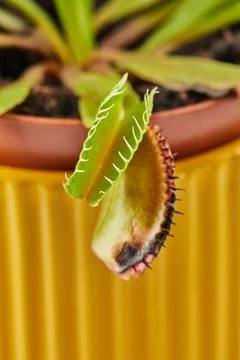 Dionaea Muscipula Venus Flytrap is carnivorous plant, carnivorous plant for Foto stock