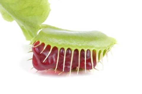 Dionaea muscipula venus flytrap ecology plant 库存照片