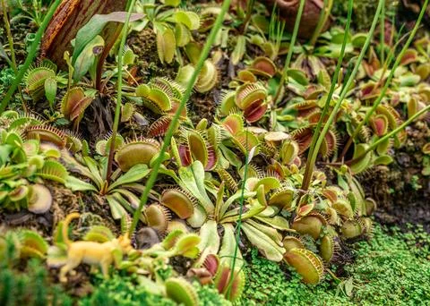 Dionaea, Venus flytrap, predatory plant. intricate details of its unique tr.. 库存照片