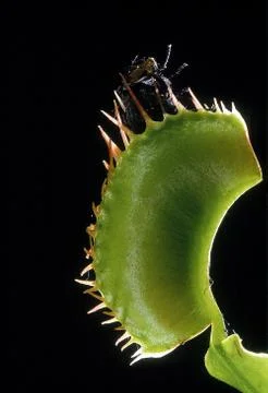 DIONEE ATTRAPE MOUCHE dionaea 스톡 사진