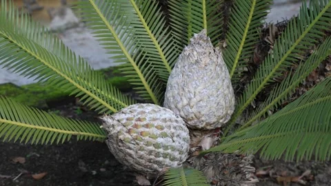 Dioon edule 4K Video stock 263952437