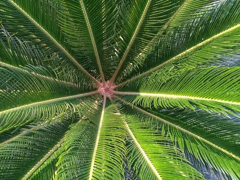 DIOON TREE Stock Photos