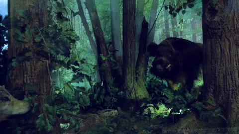 Diorama of a dense deciduous forest with stuffed wild boar, wolf and other wild  Stock Footage 151496040