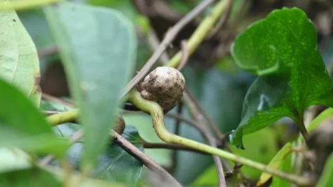 Dioscorea bulbifera in the vine. Видео 328647313