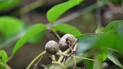 Dioscorea bulbifera in the vine. Видео 328647316