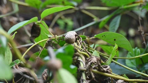 Dioscorea bulbifera in the vine. Видео 328647317