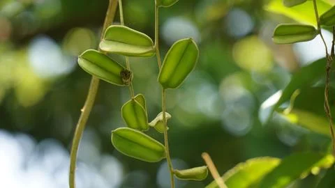 Dioscorea hispida Dennst flower Foto stock