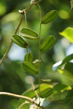 Dioscorea hispida Dennst flower Stock Photos