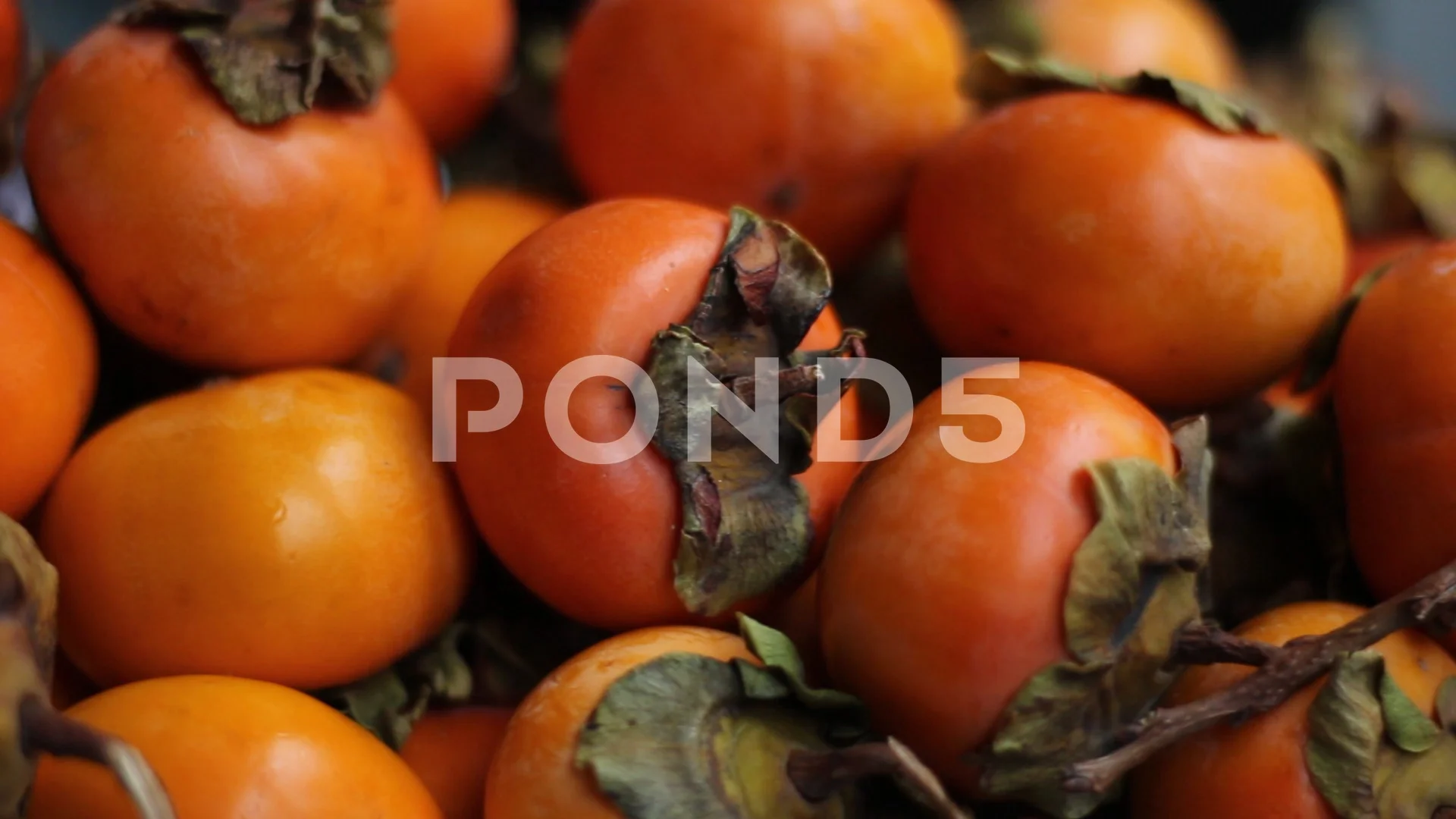 Diospyros kaki (Japanese Persimmon)